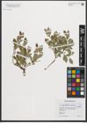 Foto von Salix starkeana Willd.
